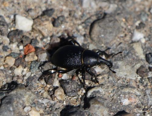Liparus coronatus